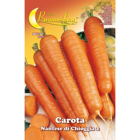 10PZ SEMI ORTO CAROTA DI CHIOGGIA