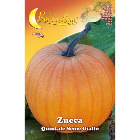 10PZ SEMI ORTO ZUCCA QUINTALE