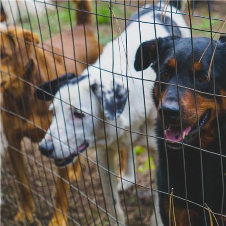 Rete Elettrosaldata Zincata A Caldo Con Maglia 50x75mm - Valfer