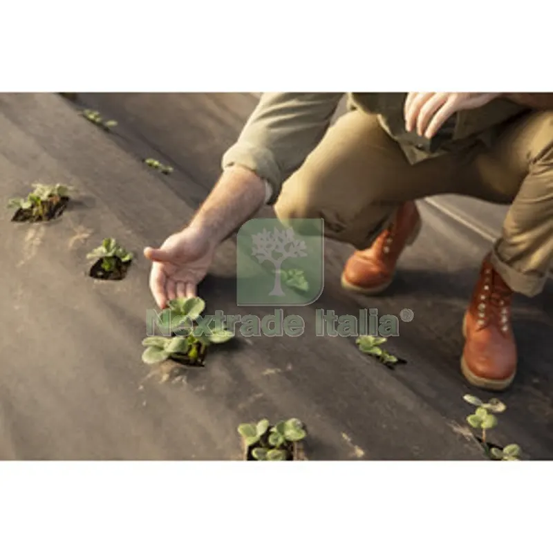 C TELO PACCIAMATURA PP H 1,65X 10M — Protezione piante e sementi — rif. FERX.508837 C TELO PACCIAMATURA PP H 1,65X 10M — Protezione piante e sementi — rif. FERX.508837