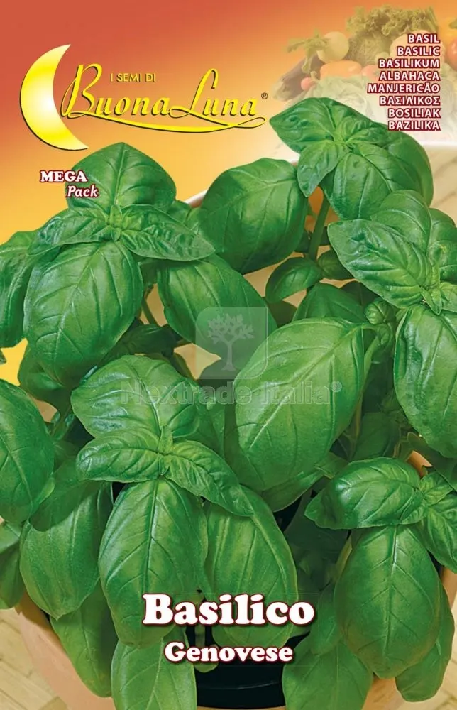 10PZ Semi Orto Basilico Genovese — Protezione piante e sementi — rif. FERX.74503