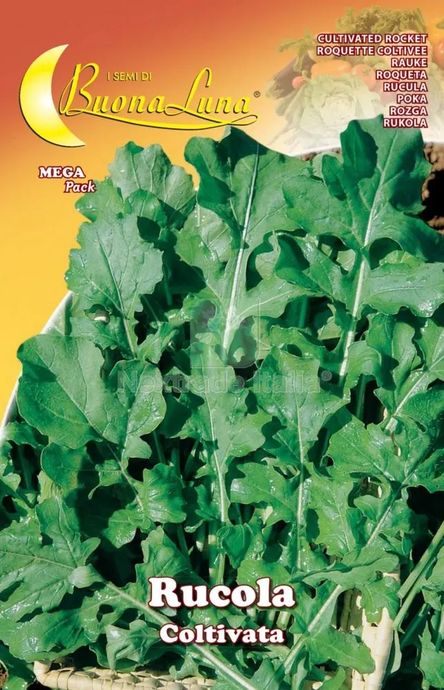 10PZ SEMI ORTO RUCOLA COLTIVATA — Protezione piante e sementi — rif. FERX.74667