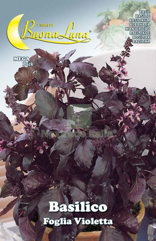10PZ SEMI ORTO BASILICO 'FOGLIA VIOLETTA' — Protezione piante e sementi — rif. FERX.74771 10PZ SEMI ORTO BASILICO 'FOGLIA VIOLETTA' — Protezione piante e sementi — rif. FERX.74771