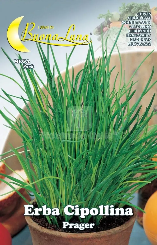 10PZ SEMI ORTO ERBA CIPOLLINA — Protezione piante e sementi — rif. FERX.76221