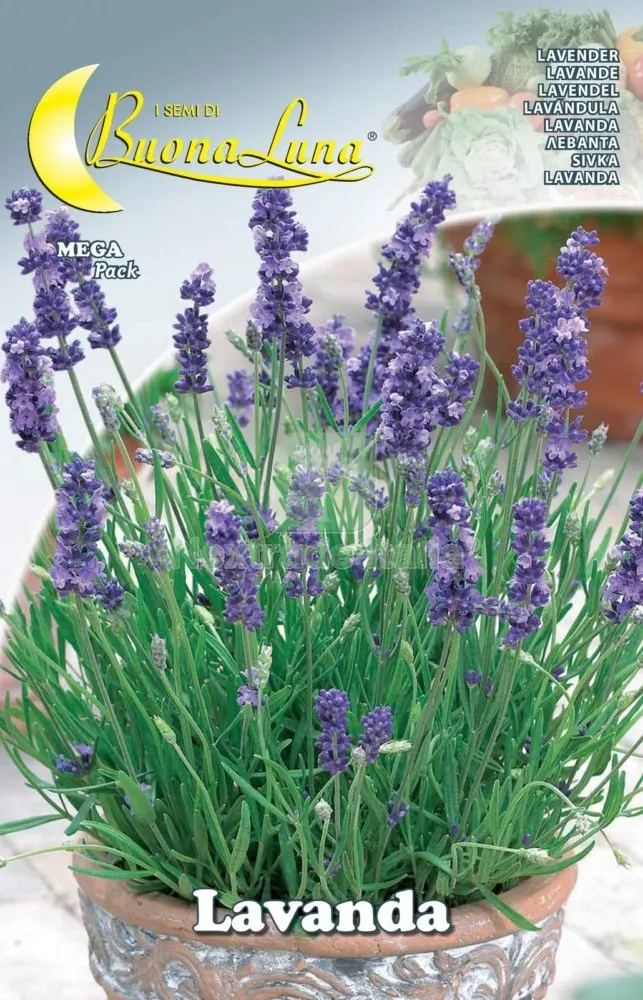10PZ SEMI ORTO LAVANDA — Protezione piante e sementi — rif. FERX.76475 10PZ SEMI ORTO LAVANDA — Protezione piante e sementi — rif. FERX.76475