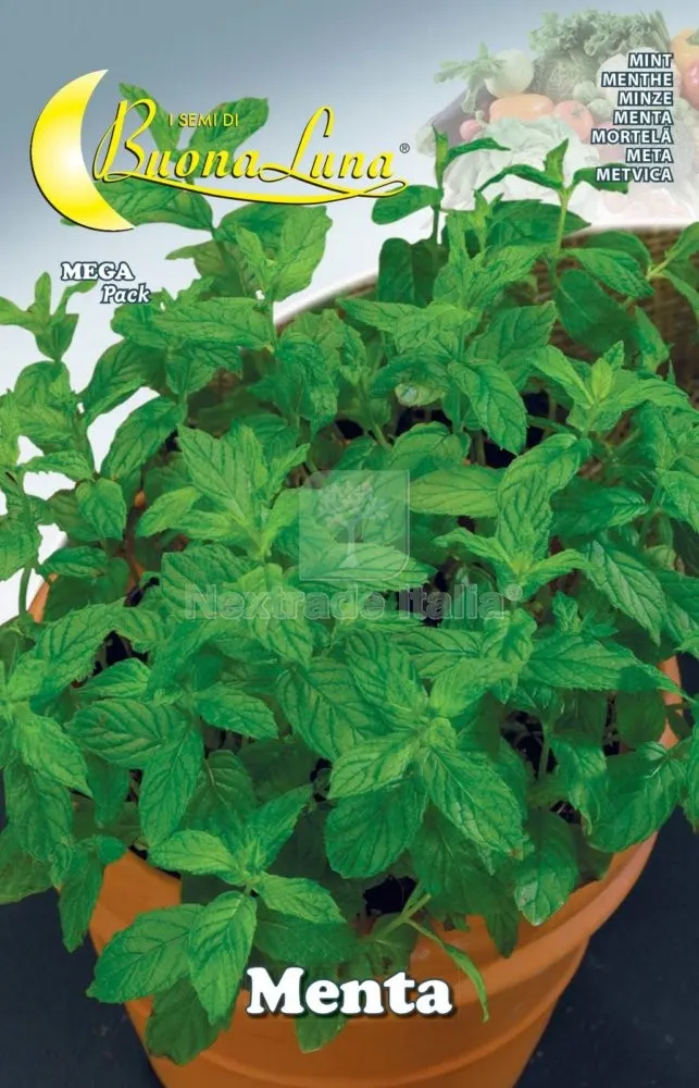 10PZ SEMI ORTO MENTA — Protezione piante e sementi — rif. FERX.76484