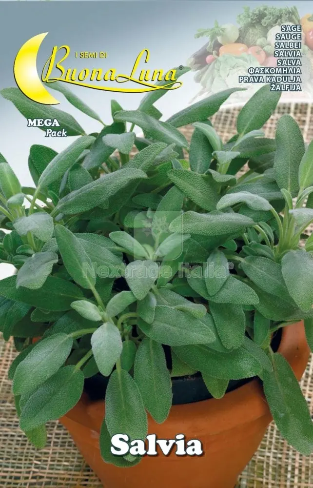 10PZ Semi Orto Salvia — Protezione piante e sementi — rif. FERX.76489