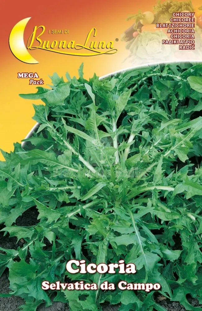 10PZ SEMI ORTO CICORIA SELVATICA — Protezione piante e sementi — rif. FERX.92528 10PZ SEMI ORTO CICORIA SELVATICA — Protezione piante e sementi — rif. FERX.92528