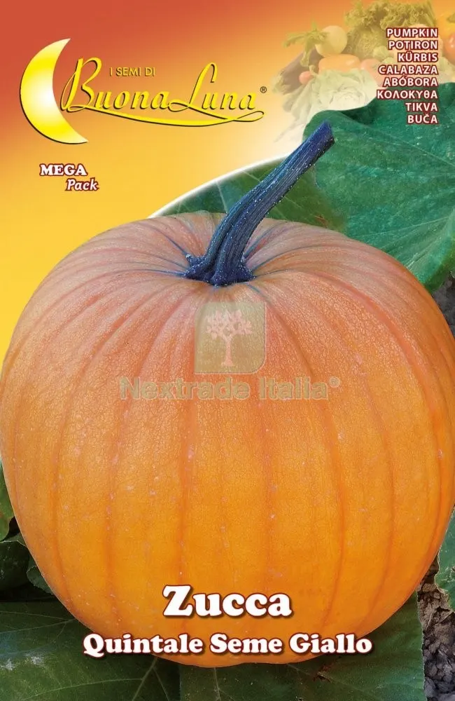 10PZ SEMI ORTO ZUCCA QUINTALE — Protezione piante e sementi — rif. FERX.92536 10PZ SEMI ORTO ZUCCA QUINTALE — Protezione piante e sementi — rif. FERX.92536