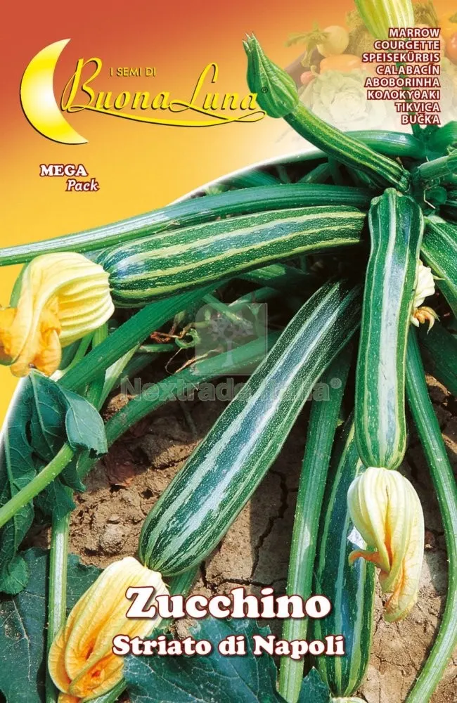 10PZ SEMI ORTO ZUCCHINO STRIATO NAPOLI — Protezione piante e sementi — rif. FERX.92538