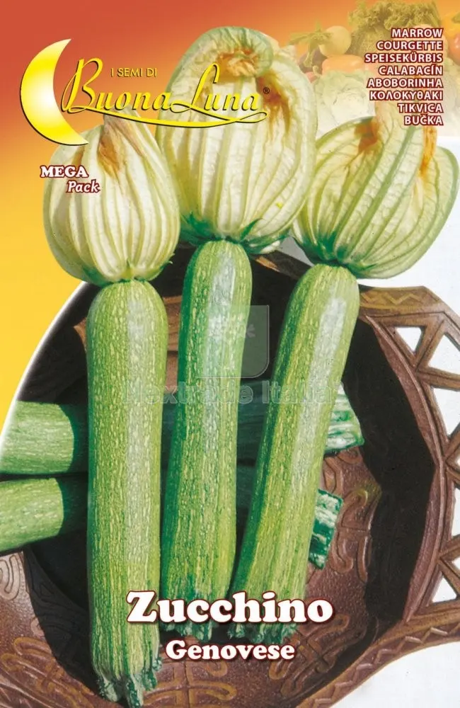 10PZ SEMI ORTO ZUCCHINO GENOVESE — Protezione piante e sementi — rif. FERX.92539 10PZ SEMI ORTO ZUCCHINO GENOVESE — Protezione piante e sementi — rif. FERX.92539