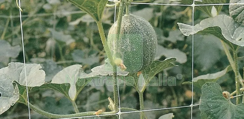 RETE PER FIORI E PIANTE RAMPICANTI H 200 CM X 100 MT BIANCA — Protezione piante e sementi — rif. FERX.97387 RETE PER FIORI E PIANTE RAMPICANTI H 200 CM X 100 MT BIANCA — Protezione piante e sementi — rif. FERX.97387