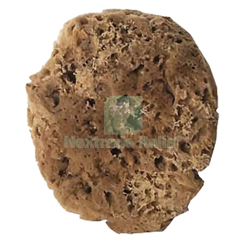 SPUGNA PER EFFETTI DECORATIVI tipo naturale - cm. 14 — Casalinghi e organizzazione — rif. FERX.9032310NLM SPUGNA PER EFFETTI DECORATIVI tipo naturale - cm. 14 — Casalinghi e organizzazione — rif. FERX.9032310NLM