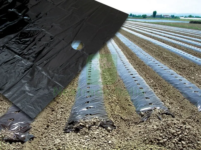 50KG TELO PER PACCIAMATURA FORI CENTRALI Distanza fori cm. 40 H. cm. 120 KG 50 — Protezione piante e sementi — rif. FERX.VIT37751 50KG TELO PER PACCIAMATURA FORI CENTRALI Distanza fori cm. 40 H. cm. 120 KG 50 — Protezione piante e sementi — rif. FERX.VIT37751